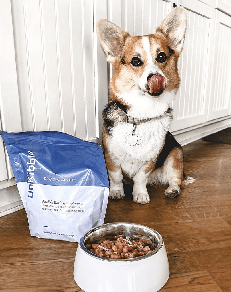 Best dog food for corgis