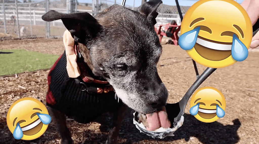  Homeless Dog eating thanksgiving meal