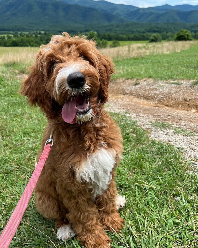 Ruby, the Irish Doodle