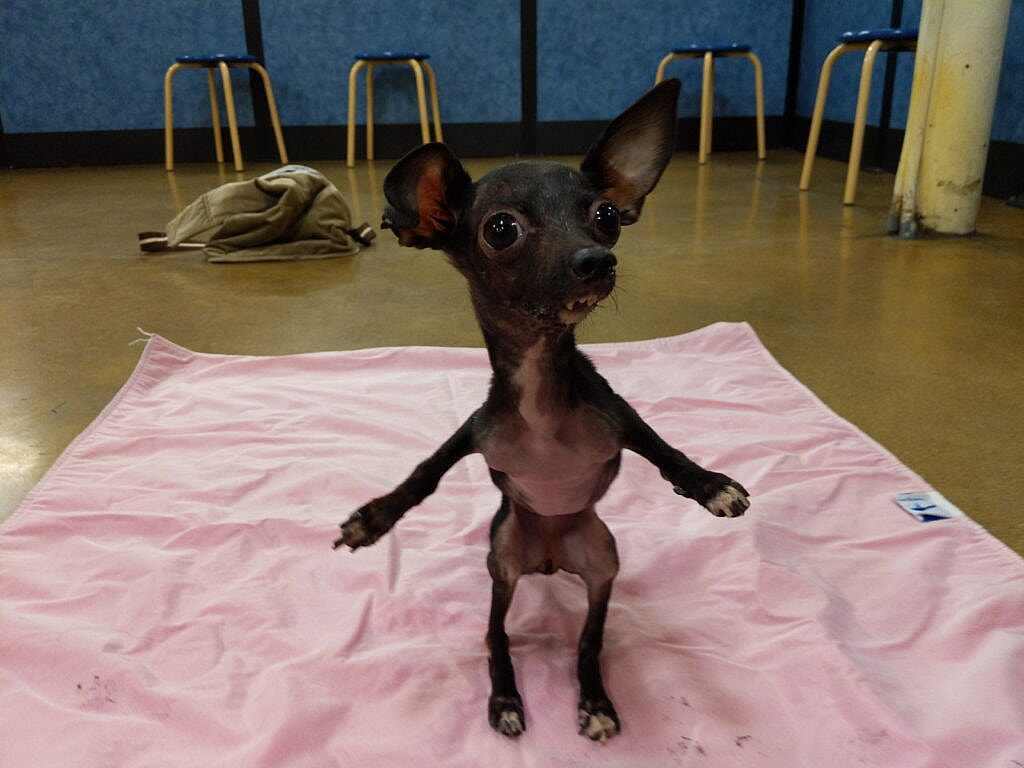 Freddie Mercury the dog