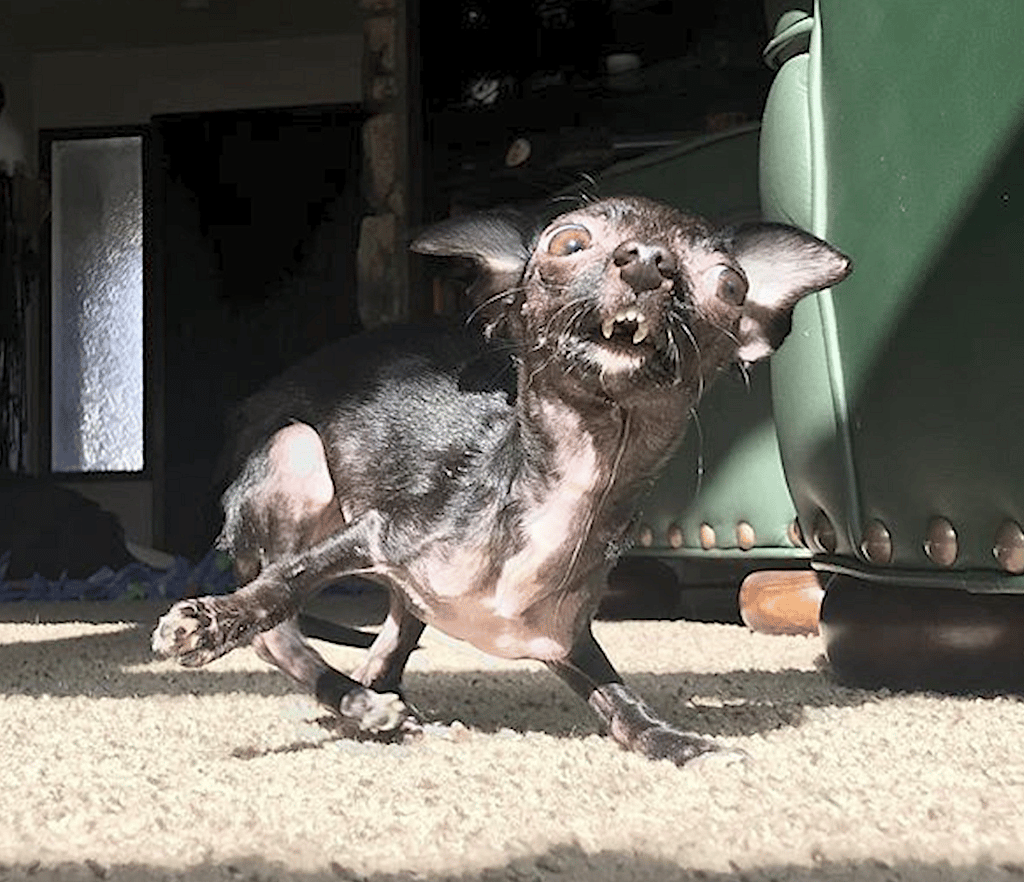Special Needs Dog Gets Her First Puppuccino Ever!