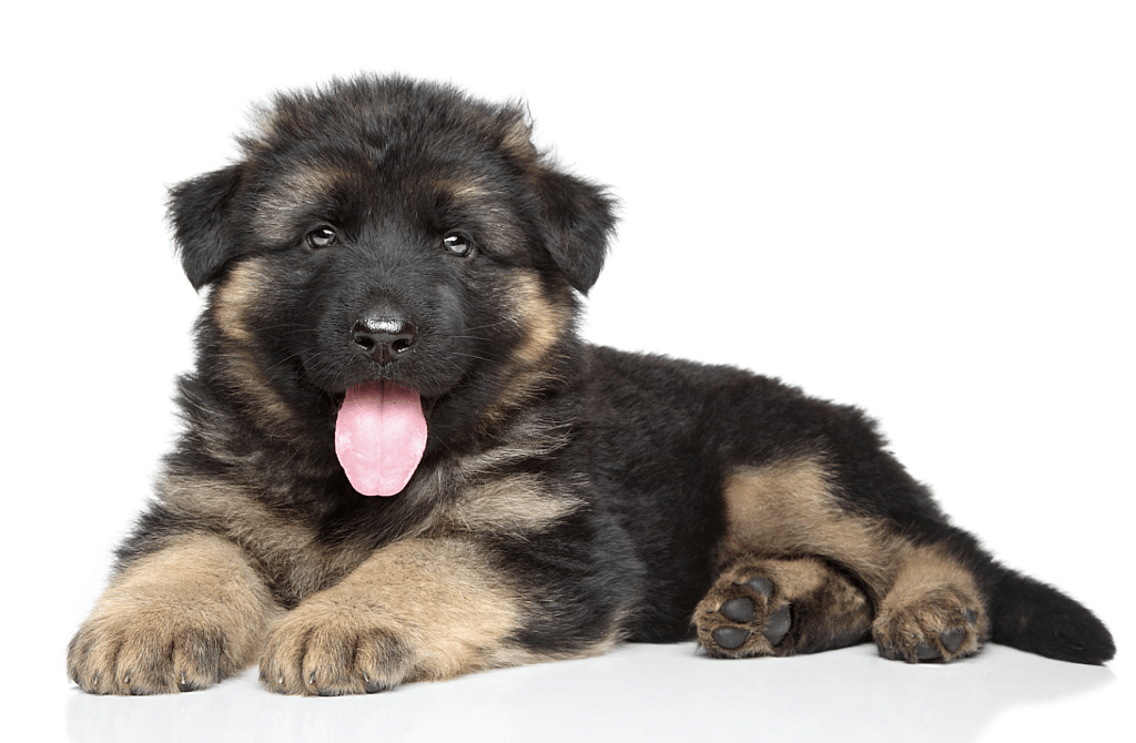 German shepherd puppy