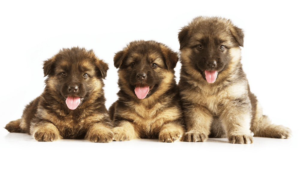 German shepherd puppy