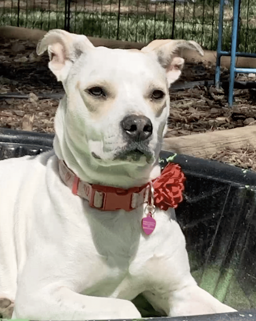 This Dog Was Tied to a Post in Freezing Weather, But What Happens Next Will Warm Your Heart