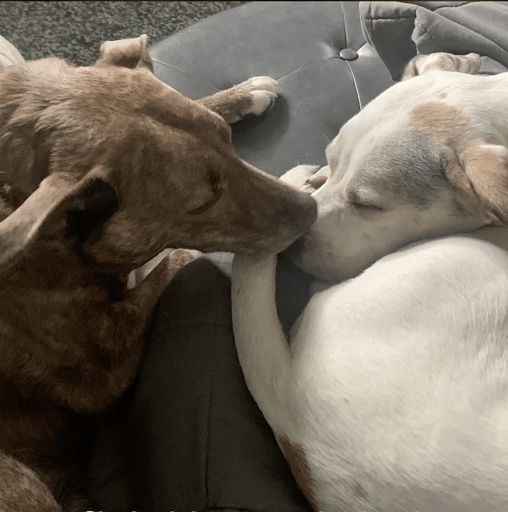 This Dog Was Tied to a Post in Freezing Weather, But What Happens Next Will Warm Your Heart