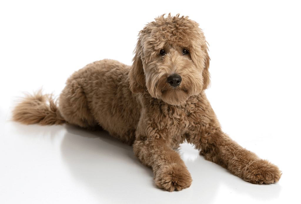 Best Dog Foods for Goldendoodles