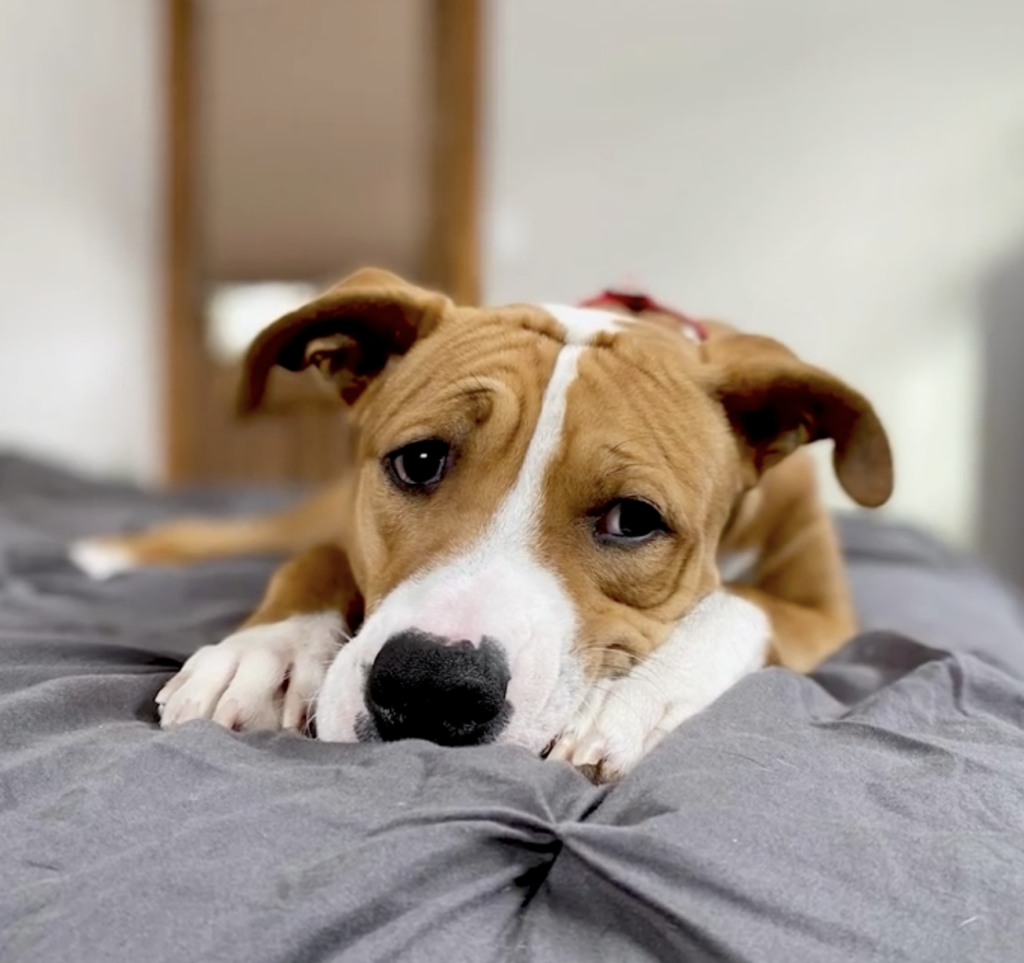 Homeless dog scared to live inside