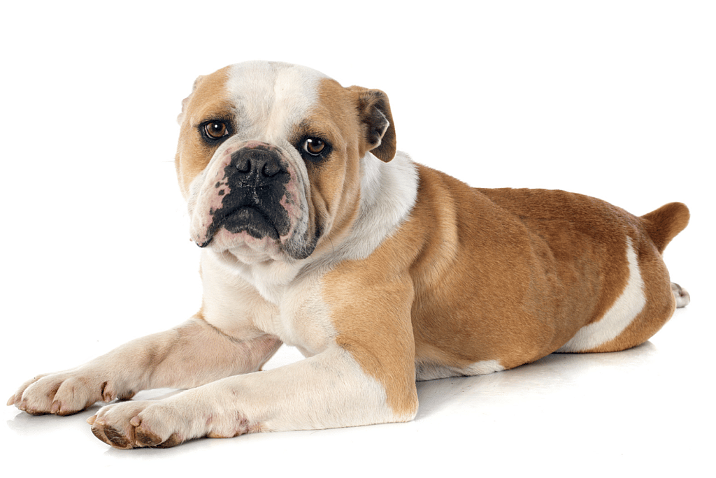 An English Bulldog