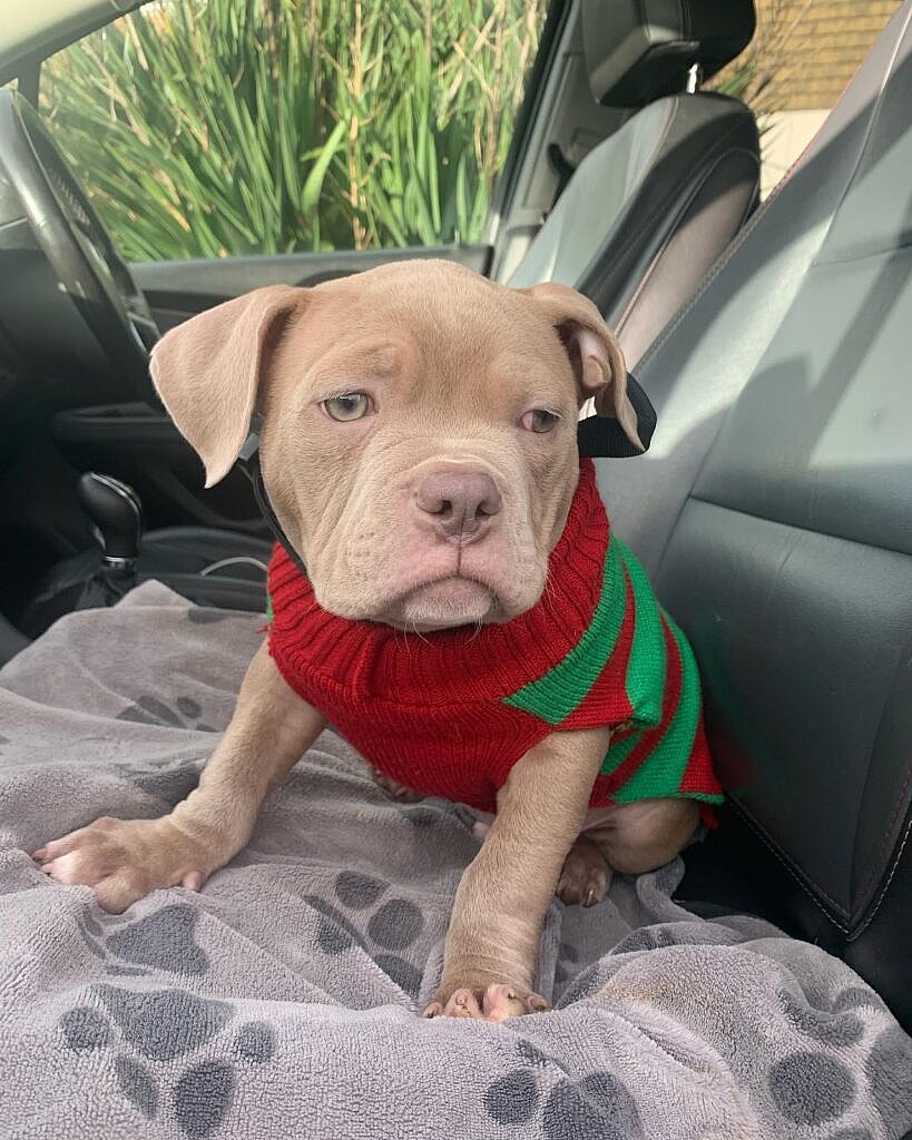 pocket Bully, Pocket Pittie, Micro Bully, Mini Pittie