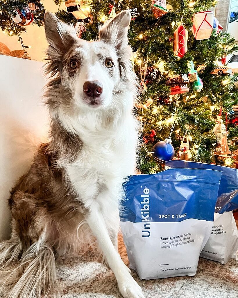 Best dog food for weight gain