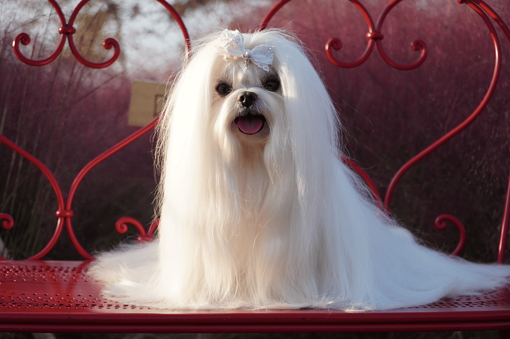 A maltese