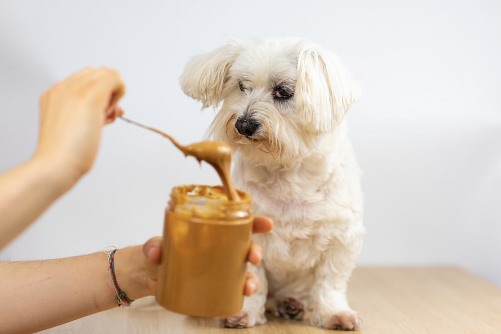 Top 3 Dog Foods for Maltese According to An Expert