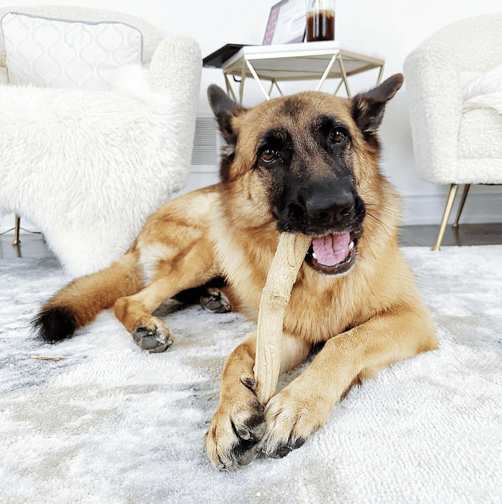 German shepherd chews on a wooden toy