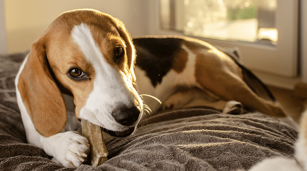 A puppy chewing on a chew toy
