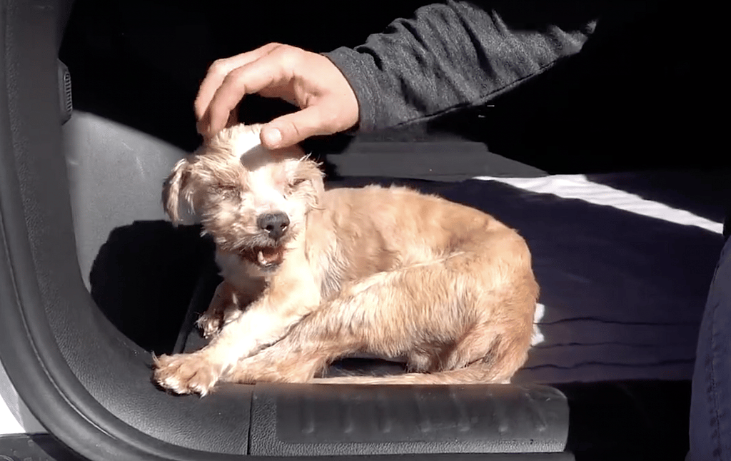 Leonardo, senior dog