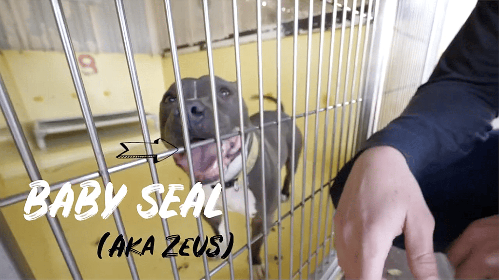 Abandoned Pitbull Gets Second Chance at Happily Ever After in Amazing Turn of Events