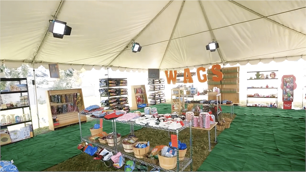 Abandoned Pitbull Gets Second Chance at Happily Ever After in Amazing Turn of Events