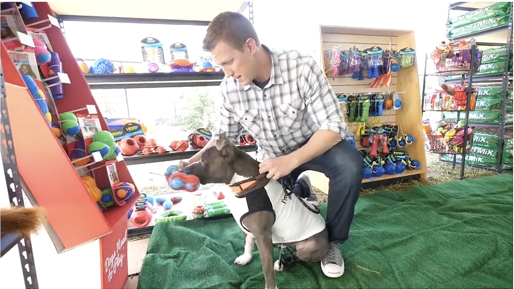 Abandoned Pitbull Gets Second Chance at Happily Ever After in Amazing Turn of Events