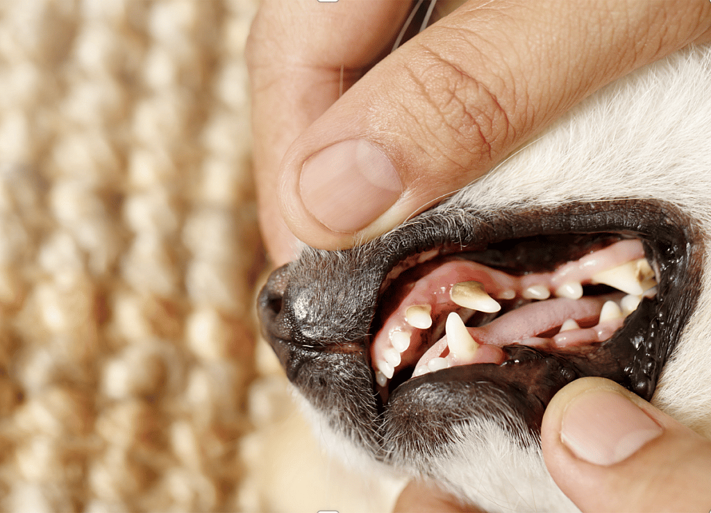 tooth decay in dogs