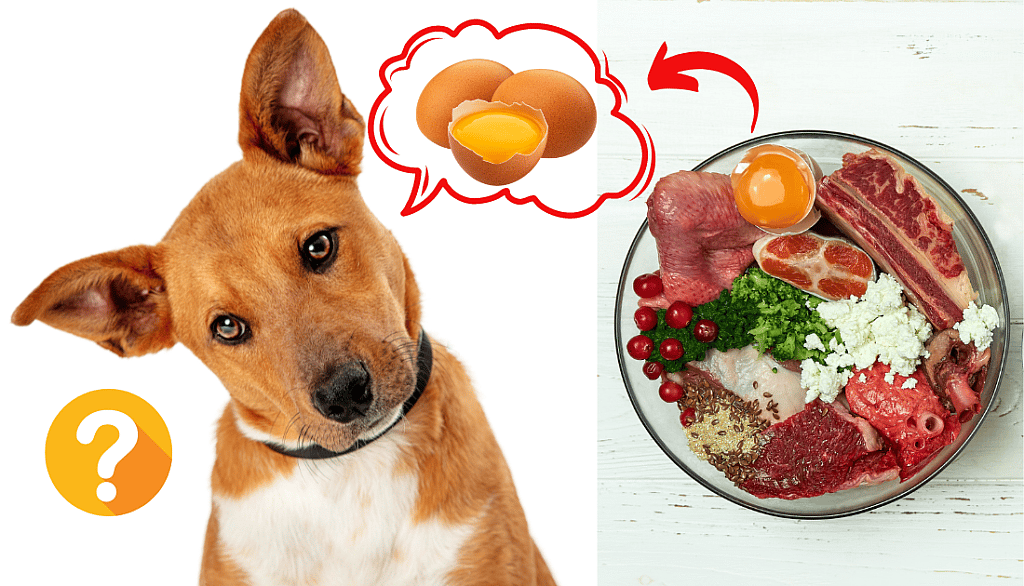 Adding Raw Eggs & Eggshells To Dogs’ Food. Can dogs eat raw eggs?