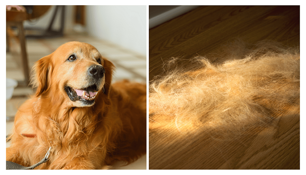 golden retriever shedding