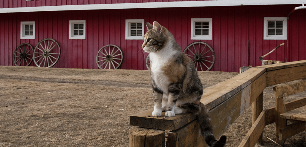 barn cat