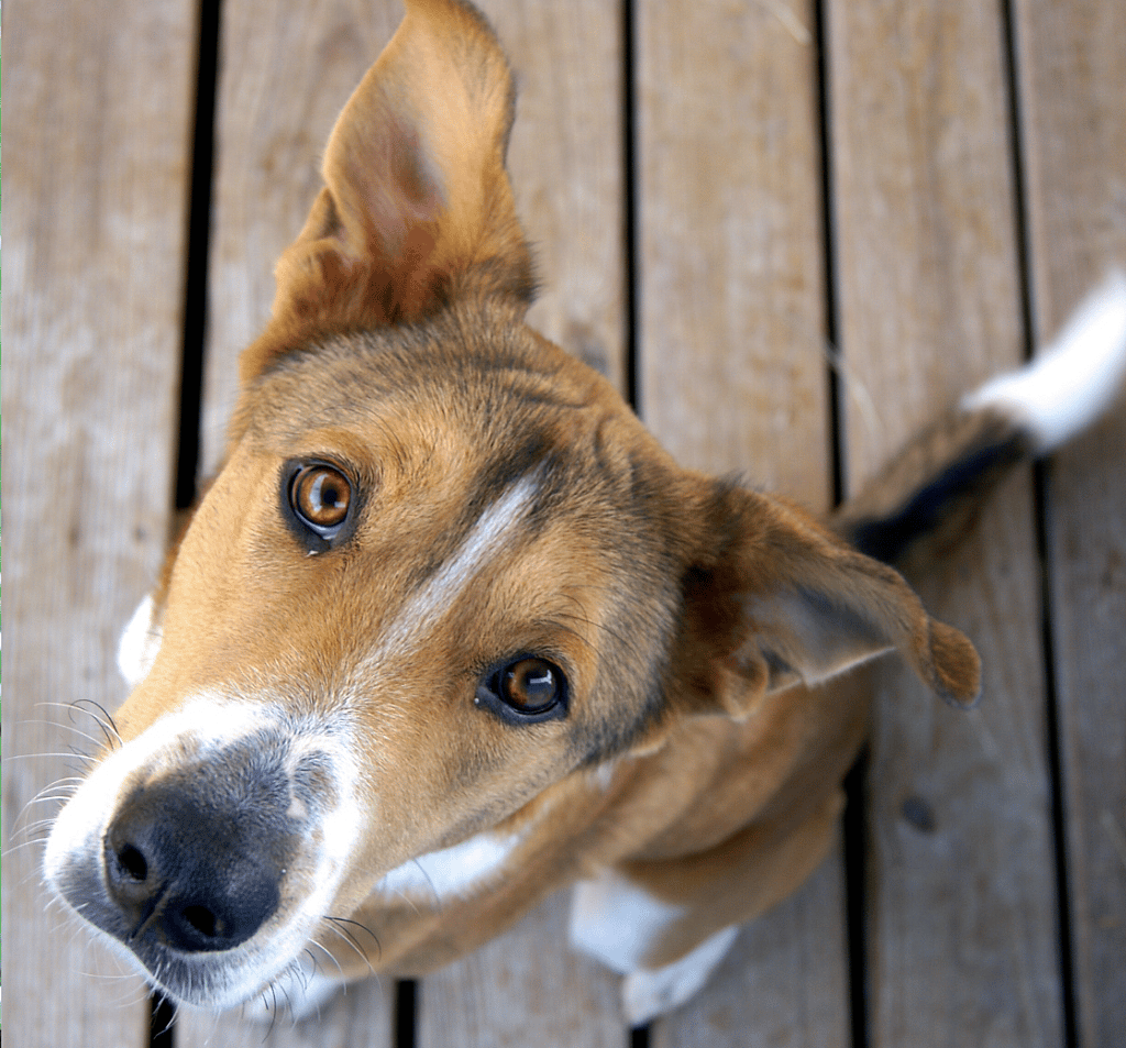 dog making eye contact