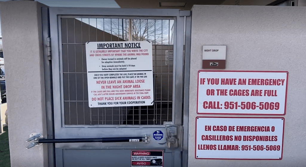 Cute Chihuahua put in shelter night drop