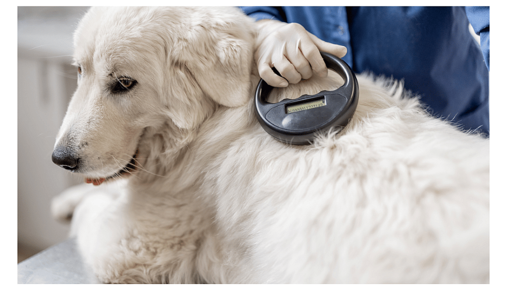 microchip dog