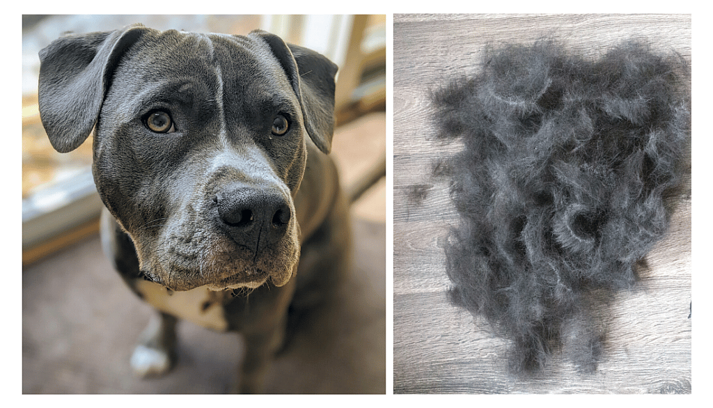 How Much Do Pitbulls Shed