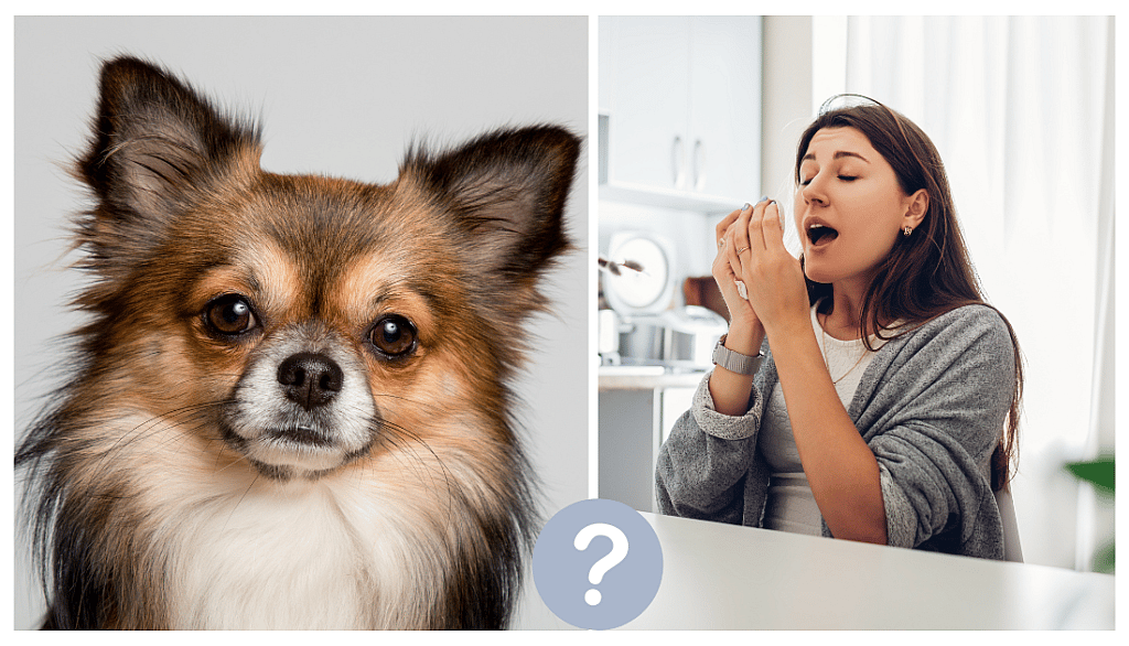 Are Chihuahuas Hypoallergenic?