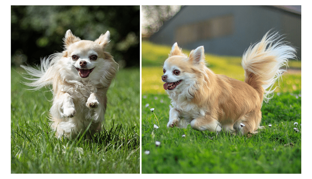 Long-Haired Chihuahua