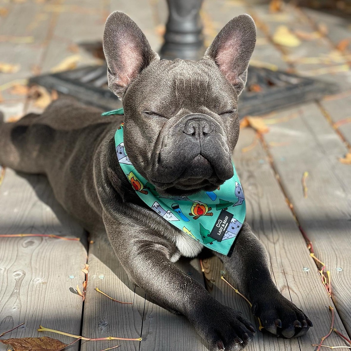 Blue French Bulldogs