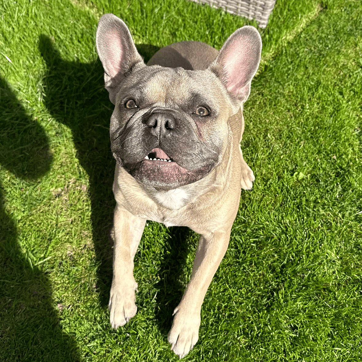 Blue French Bulldogs