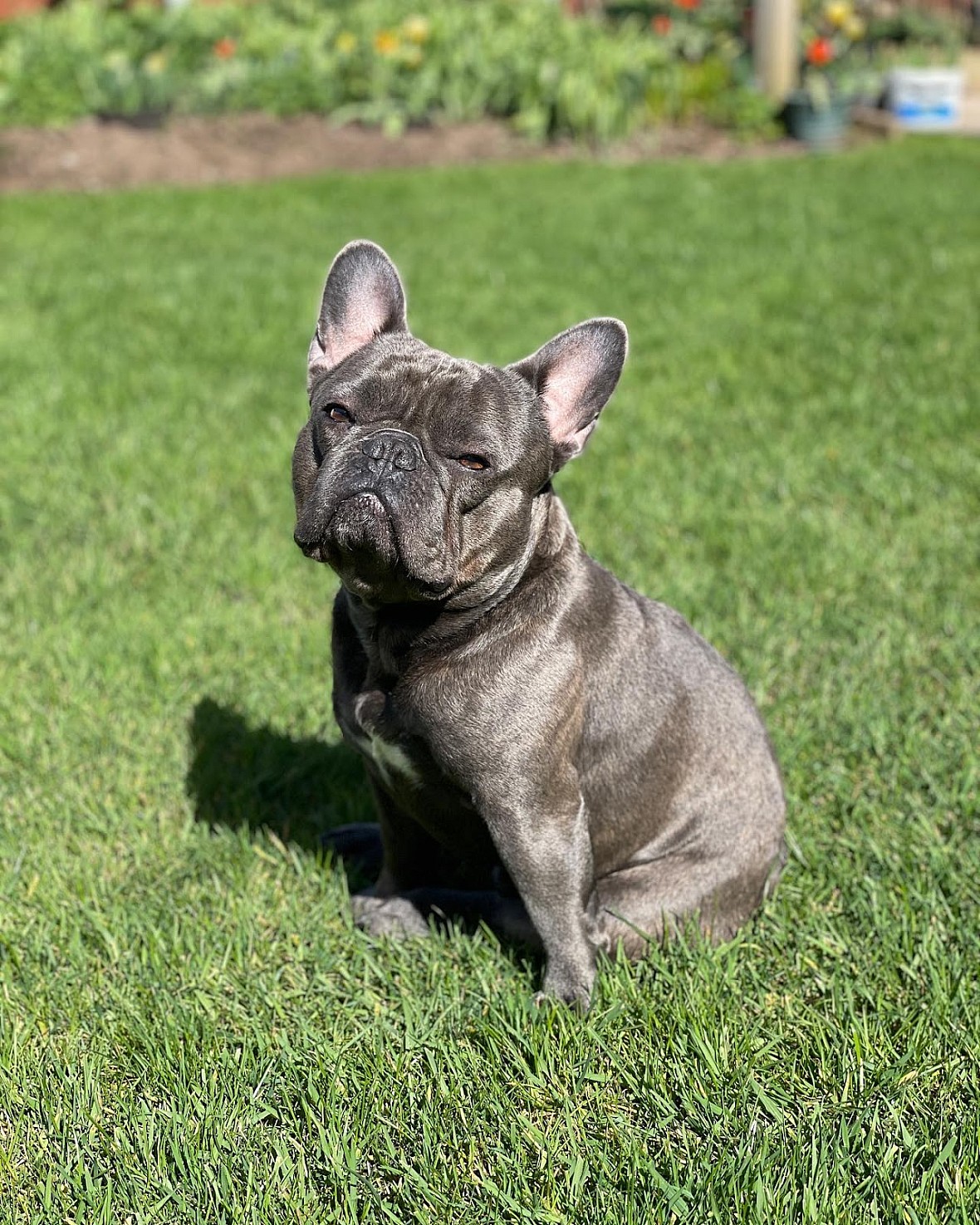 Blue French bulldog