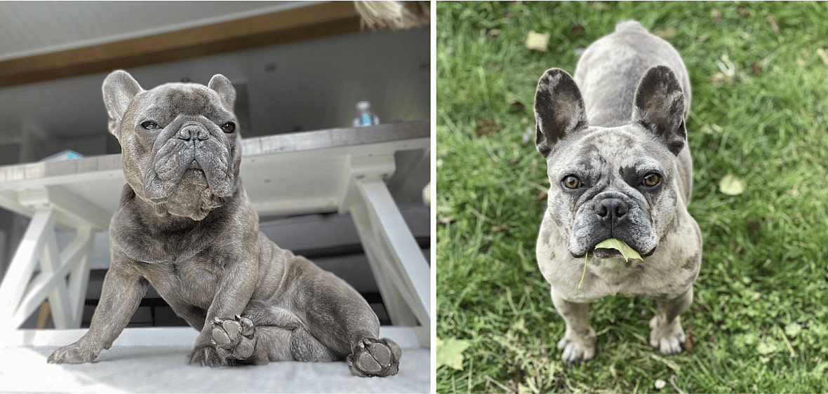Blue Brindle French Bulldogs