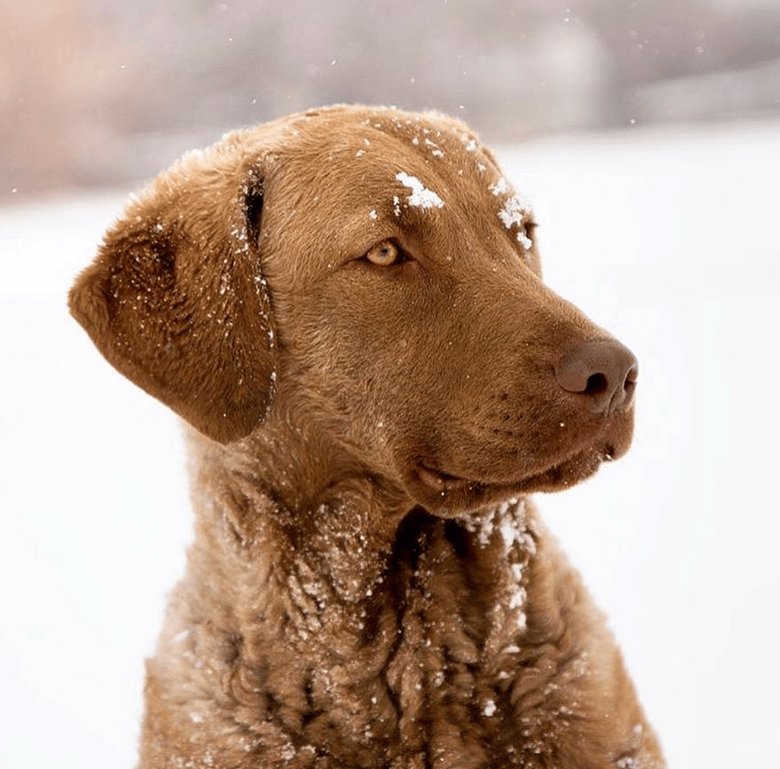 via https://www.instagram.com/birddogoftheday/