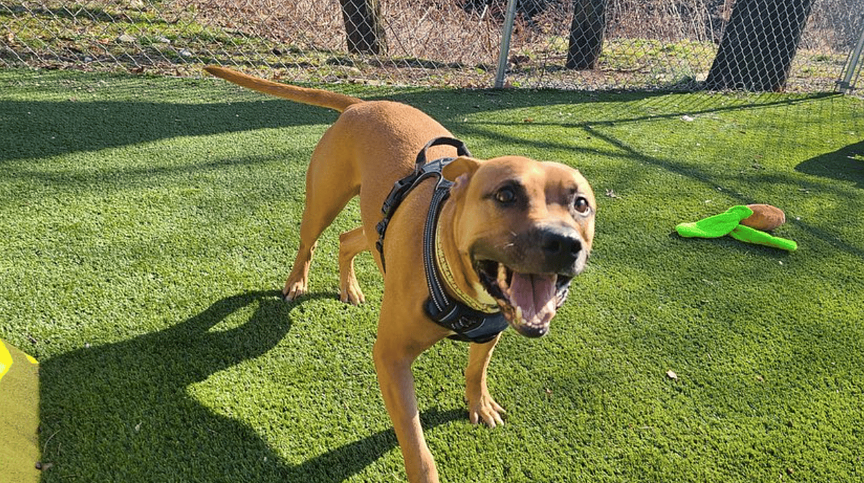 via https://www.instagram.com/bloomfield_animal_shelter/