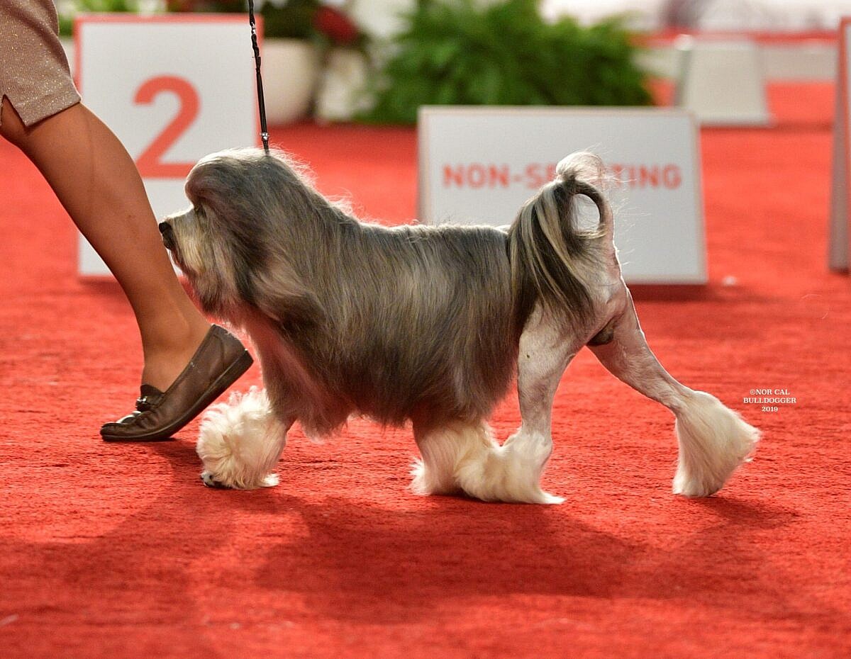 Close up of a Lowchen walking on a red carpet