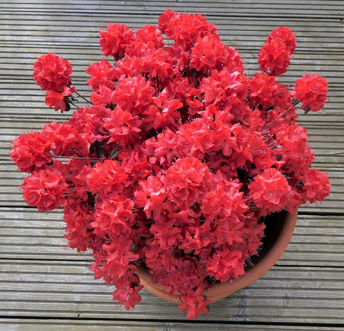 Close up of a cluster of potted Azalea flowers, the Azalea is among the toxic houseplants for dogs