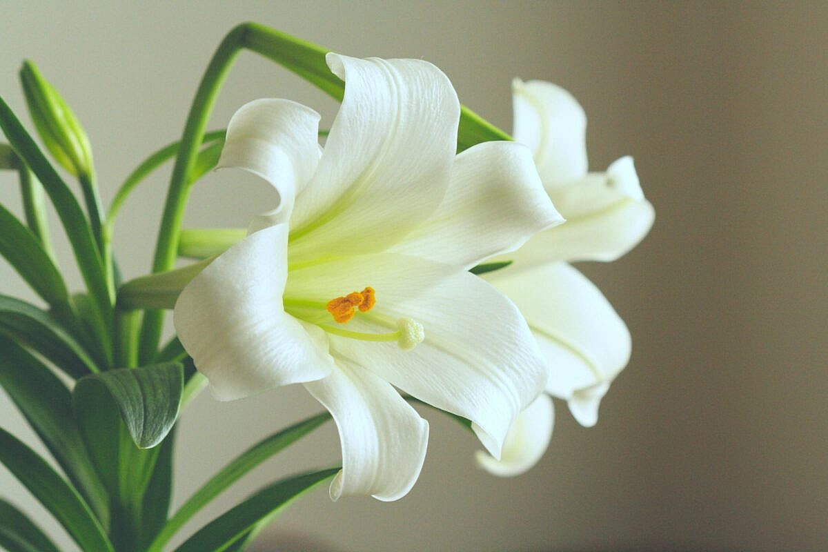 Close up of white lilies, lilies are among the toxic houseplants for dogs
