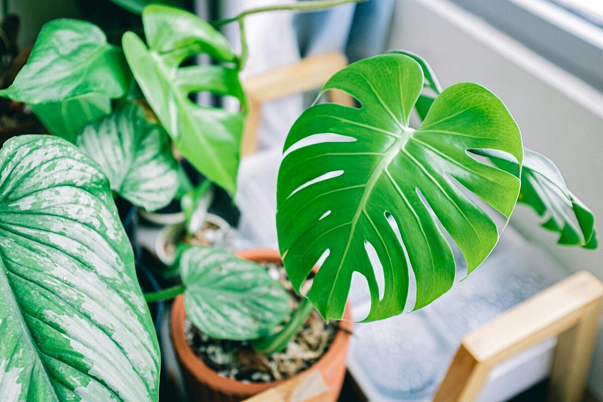Close up of a potted philodendron, Philodendrons are among the toxic houseplants for dogs