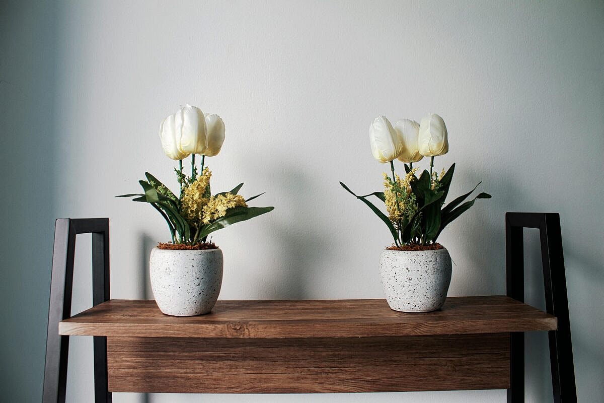 Two potted Tulip plants placed on a table, Tulips are among the toxic houseplants for dogs
