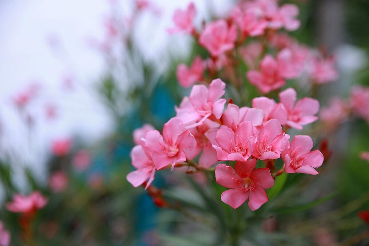 Close up of a cluster of oleander flowers, Oleander is among the toxic houseplants for dogs
