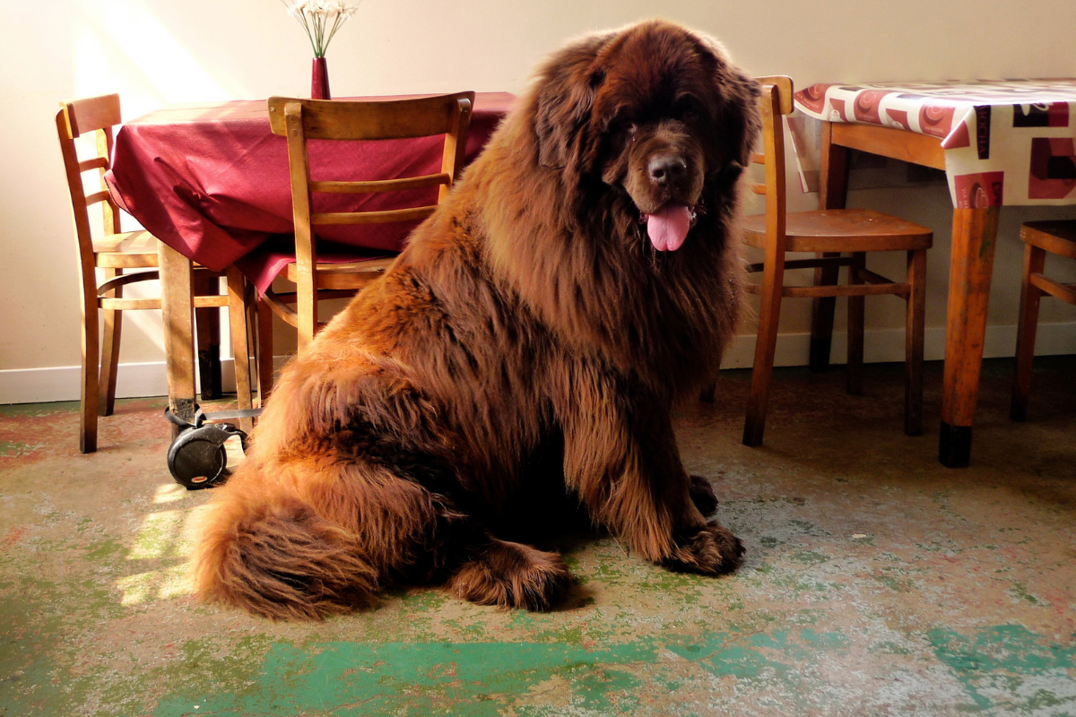 A Newfoundland seated on the floor with tongue slightly out, Newfies are among the dog breeds with manes