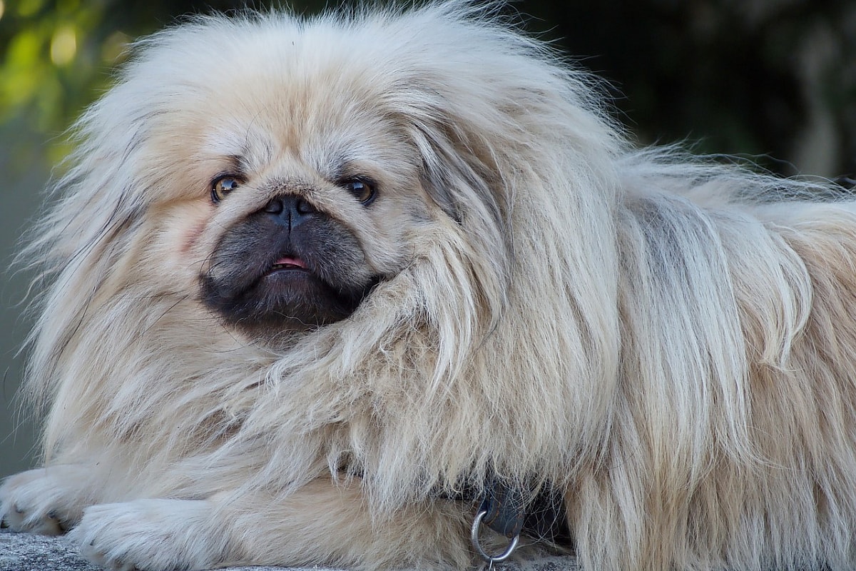 Close up of a Pekingese with a white fluffy coat and dense mane, Pekingeses are among the dog breeds with manes