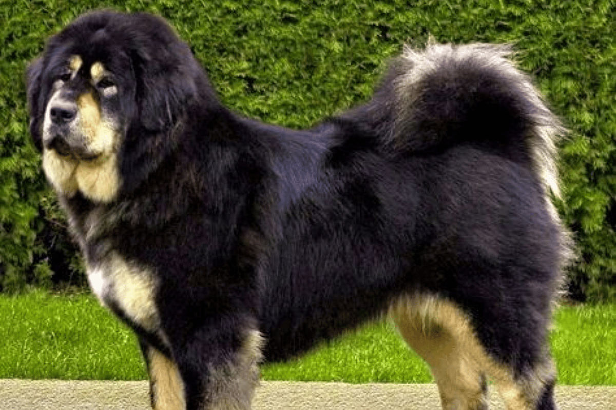 Close up of a Mahidant Mastiff dog standing on a sidewalk, Mahidant Mastiffs are among the dog breeds with manes