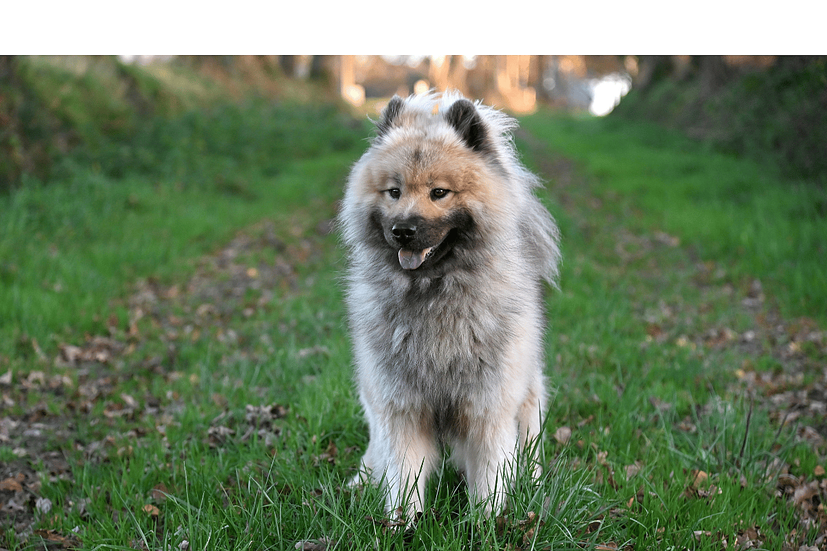 A Eurasier dog with mouth slightly openstanding on road with green grass and leaves, Eurasiers are among the dog breeds with manes