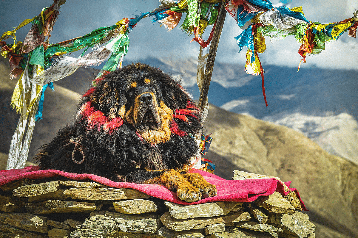 Tibetan Mastiff resting on a pink blanket placed on a pile of rocks, Tibetan Mastiffs are among the dog breeds with manes