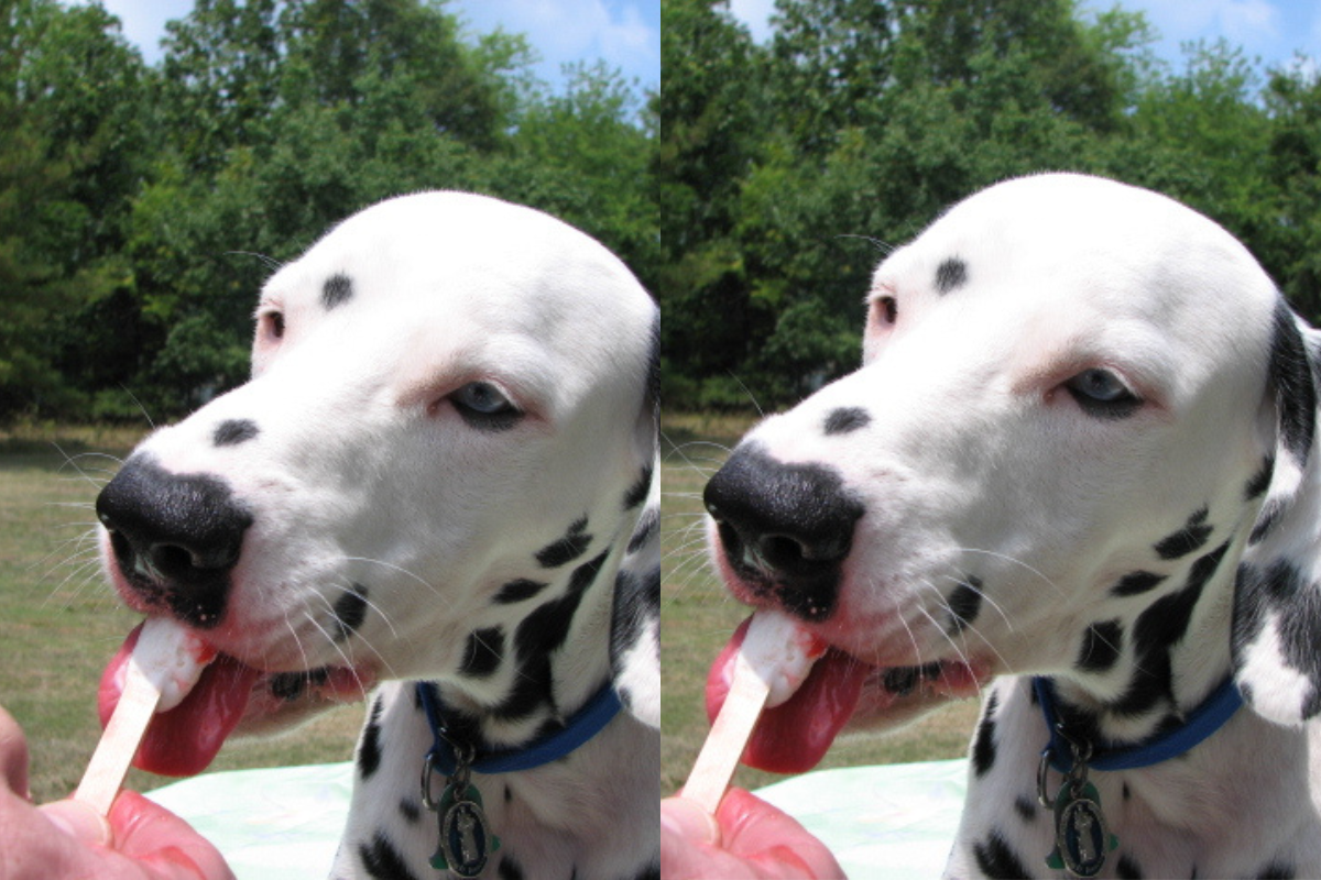 Dog enjoying an apple-yogurt popsicle on a hot day, apple and yogurts make delicious pupsicles recipe